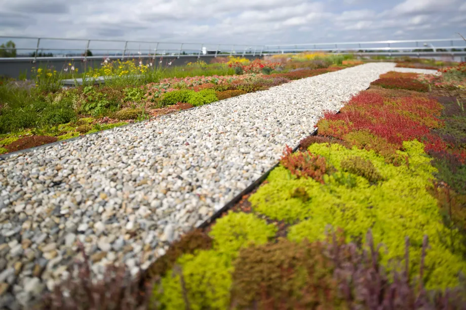 BMI-Norge-gronne-tak-sedum
